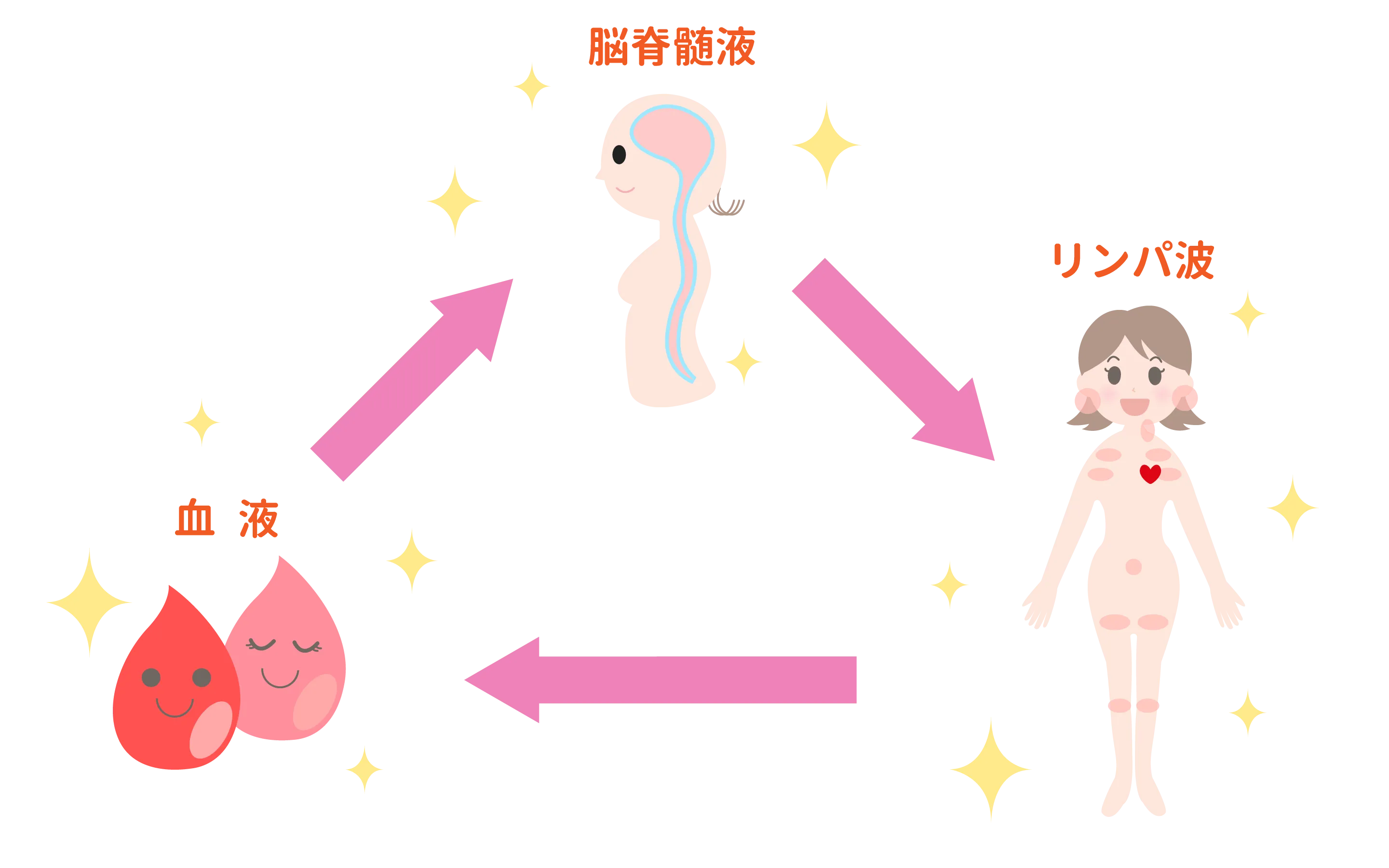 体液循環04